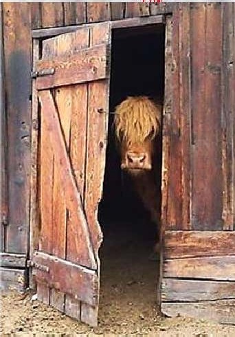 Bull in a Door