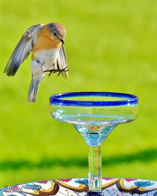 bird and glass