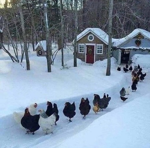 chickens are coming