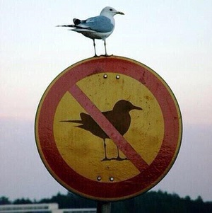 No Birds Allowed