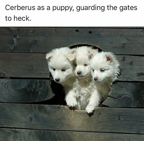 Cerberus as a puppy