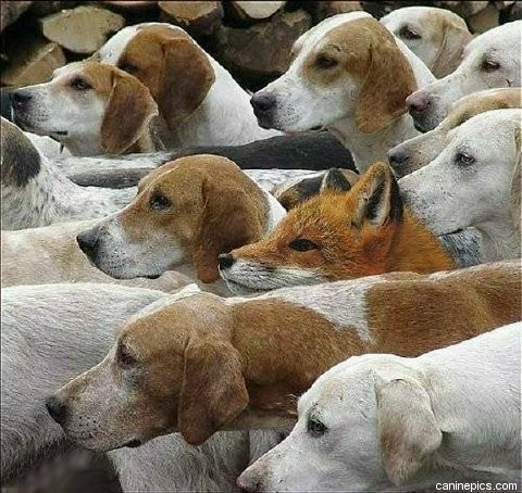fox amoung the hounds