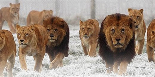 Troop of Lions